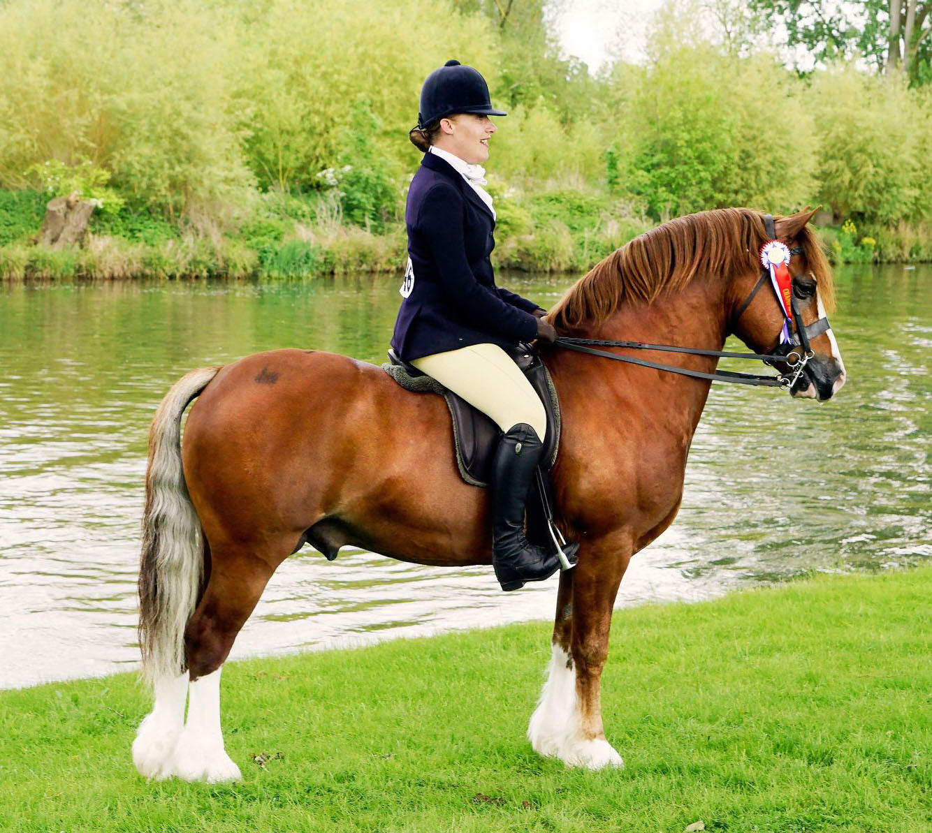 Mountain And Moorland Pony Showing